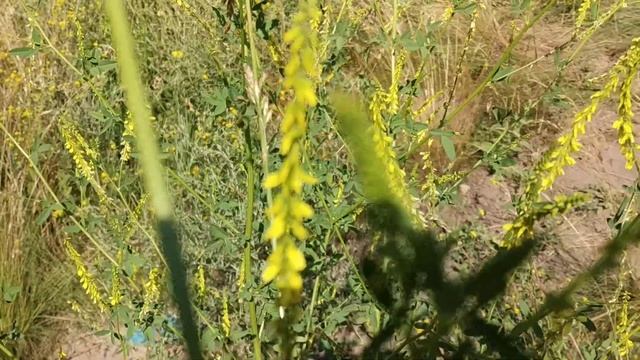 Сидерат косится сам и сидерат гроза слизней. #сидераты#слизни