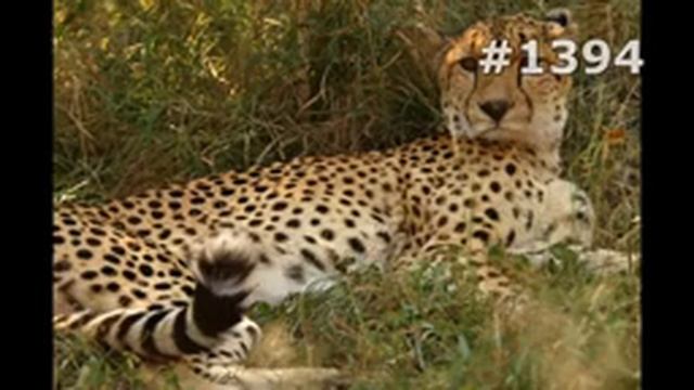 #1394. Гепарды (В мире животных) смотреть онлайн