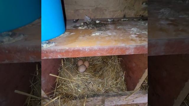 Отпуск в деревне 2023 п."Нижнетроицкий" Башкирия. смотреть онлайн