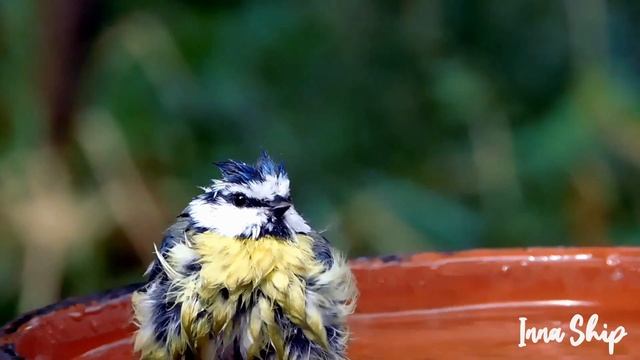 Птички и кинематограф Birds and cinematography осенний день, октябрь October Nikon coolpix b 600 смотреть онлайн