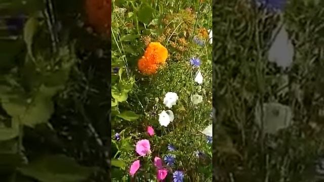 Цветочная мозаика - невозможно налюбоваться!!! Красивая Музыка!!! Металлофон!!! смотреть онлайн