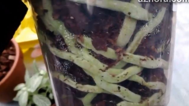 Орхидея Фаленопсис. Как поливать правильно, чтобы не загнивали корни смотреть онлайн