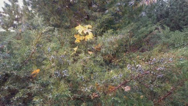 ОСЕНЬ И САКСОФОН - ВИТЕБСК смотреть онлайн