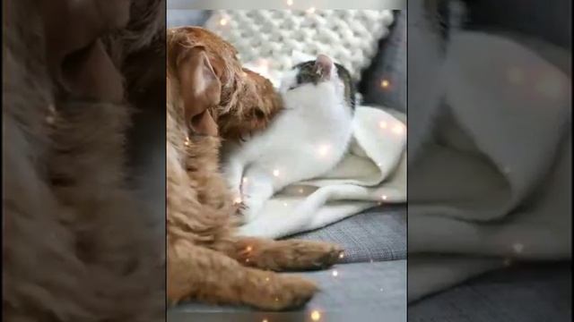 Добрый вечер ! Желаю доброго вечера! Открытка с добрым вечером!