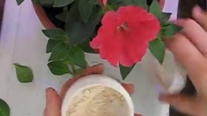 Как и когда черенковать петунию.