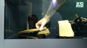 ПРОДВИНУТАЯ РАЗВОДНЯ АКВАРИУМНЫХ РЫБ! АРОВАНЫ, СКАТЫ И LСОМЫ! РЫБОРАЗВОДНЯ!