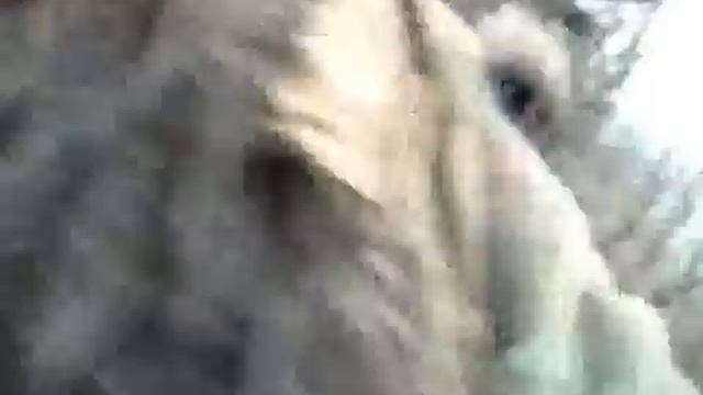 Охота - работа ВСЛ по кабану.