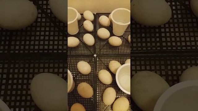 Индоутки. 8-я часть. 31-й день инкубации индоутиных яиц. смотреть онлайн