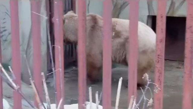 В зоопарке проснулись медведи смотреть онлайн