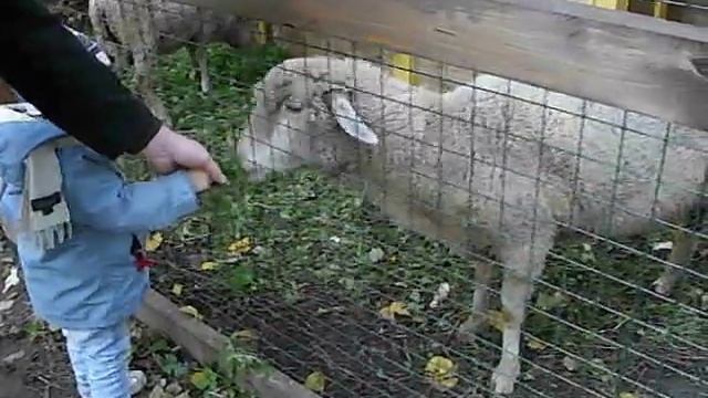 Барашек смотреть онлайн