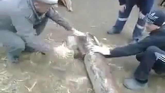 Татарская бензопила смотреть онлайн