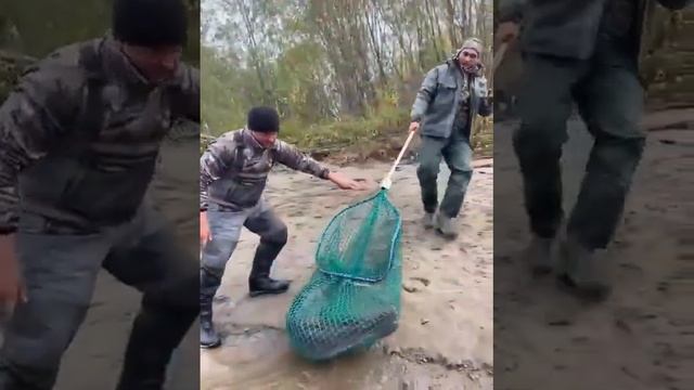 Ловля тайменя на воблер от Mr.Musurok Lures&Rods ?? смотреть онлайн