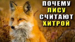 Почему лису считают хитрой
