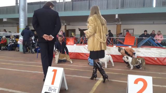 ринг бульдогов 20 февраля 2016г. выставка Одесса, САС. смотреть онлайн