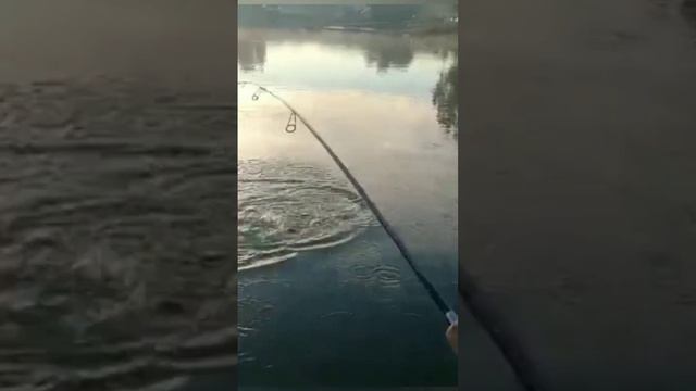 ПОПАЛАСЬ КРАСОТКА НА БЕЛЫЙ МАГОТ❗ТРИАЛ РУССКАЯ РЫБАЛКА❗ смотреть онлайн