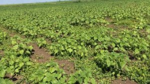 Подсолнечник после евролайтинга