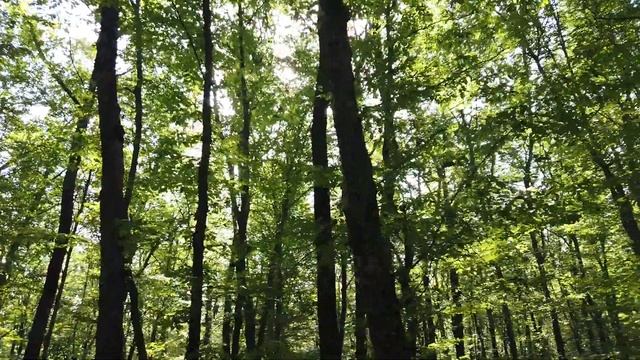 Кизил обыкновенный Cornus mas Описание Видео определитель Пищевые и иные свойства смотреть онлайн