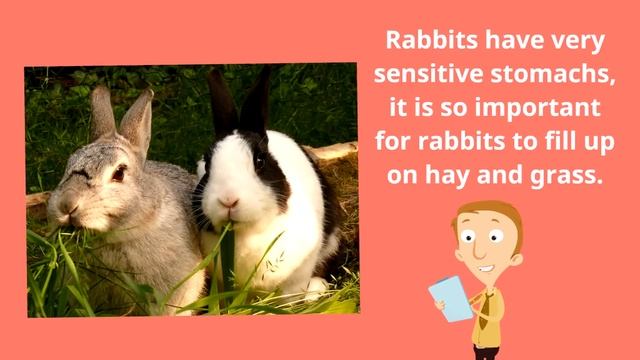 Bunny Rabbits for Kids смотреть онлайн
