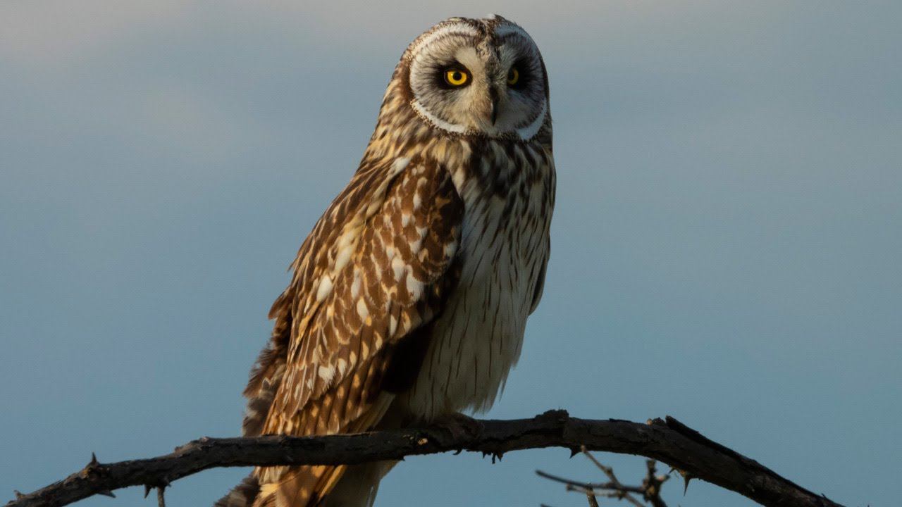 Болотная Сова и её Гнездовая жизнь / Short-eared owl and its nest смотреть онлайн