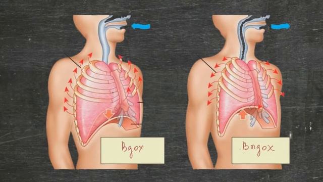 Дыхательная система человека