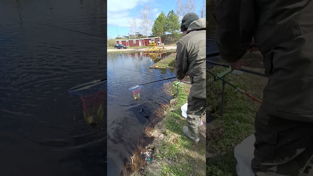 Ловим карпиков на частном водоеме. #рыбалка #fishing #shortvideo #карп #fishingvideo смотреть онлайн