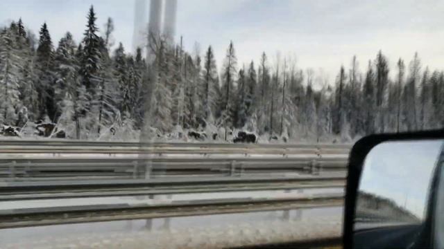 У меня в SCANIA завелась КРЫСА! И съела её! Помянем крысу. смотреть онлайн