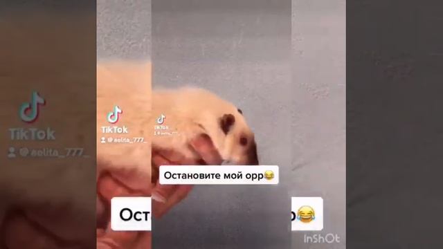 ПоДбОрКа СаМыХ рЖаЧнЫХ кРыС ? смотреть онлайн