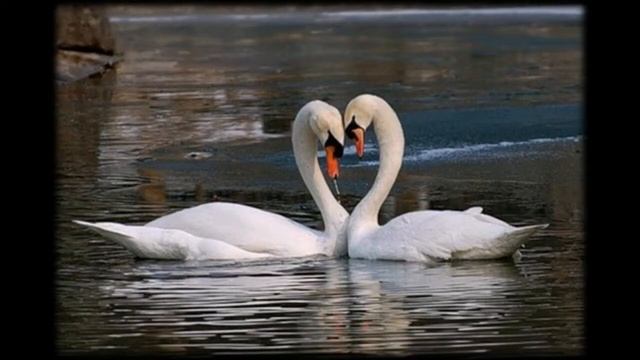 Наталья Гареева, воспитатель Школы № 1532. Истории и традиции праздников. День Святого Валентина смотреть онлайн