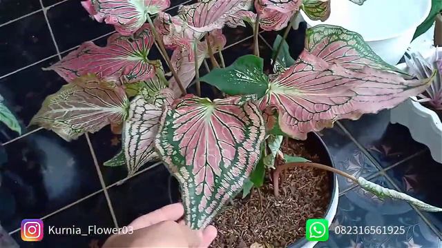 keladi hias cantik - caladium wayang смотреть онлайн
