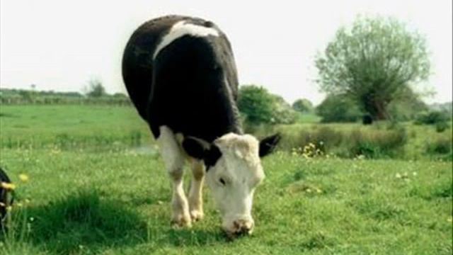 I am cow song + dont listen to it r u idiot XD смотреть онлайн