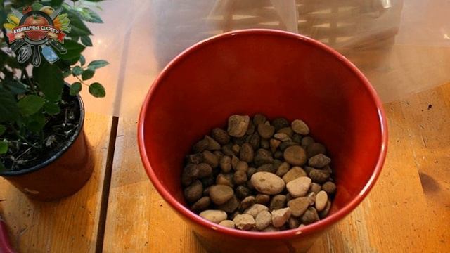 Белый налет на цветочных горшках—откуда берётся и как с ним бороться? Способ,которому меня научила. смотреть онлайн