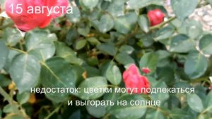 Роза Eric Tabarly Red Eden Rose Эрик Таберли Meilland