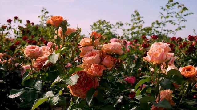 Роза Корал Экспрешн (Спрей) -Coral Expression (Эквадор) смотреть онлайн