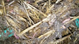 Разведение червей для реализации.