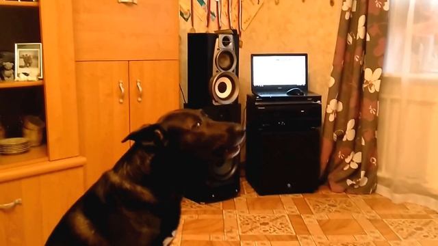 Пёс ( по кличке Джой ) Поет под Уитни Хьюстон смотреть онлайн