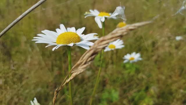 Полевые цветы и приятная музыка. Август. Ленобласть смотреть онлайн