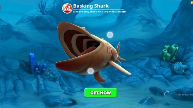 Basking Shark Randomly Spinning Around смотреть онлайн