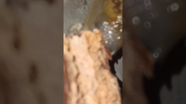 Пажылой слизняк ест суперконтик смотреть онлайн