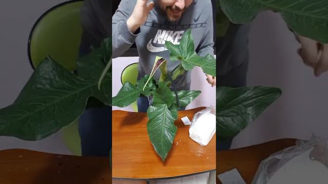 l'entretien de l'arum de palestine смотреть онлайн