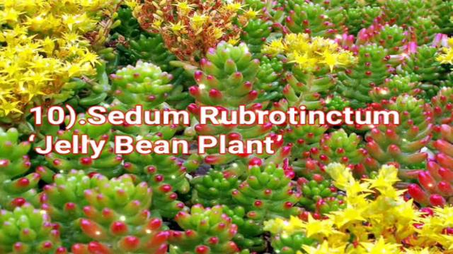 19 MOST SPECTACULAR FLOWERING SUCCULENTS ON EARTH смотреть онлайн