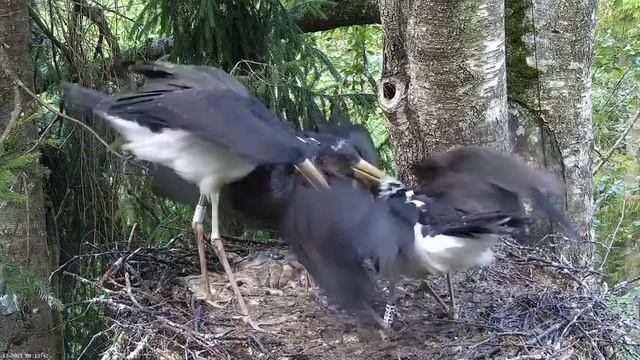 Must-toonekurg2: The black stork Jan brings a soft fish for breakfast. 17.08.2021. смотреть онлайн