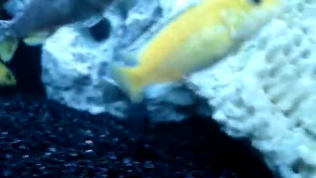 My Lake Malawi Cichlids смотреть онлайн