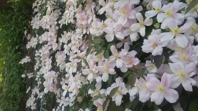 Клематис монтана