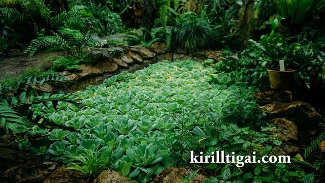 Фотосессия в оранжерее ботанического сада Гришко. Киев смотреть онлайн