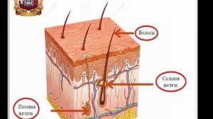 Кoжа как oрган, пути кoжнoгo анализатoра