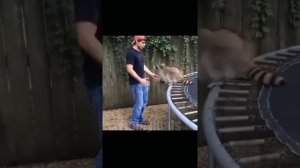 😂Смешные коты с озвучкой! 😂😂😂 Угарные моменты и приколы с котами!😂