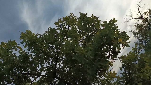 Окарина из дуба минорная пентатоника тональность ре диез смотреть онлайн