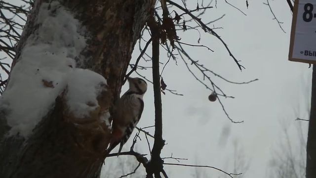 Woodpecker. Дятел смотреть онлайн