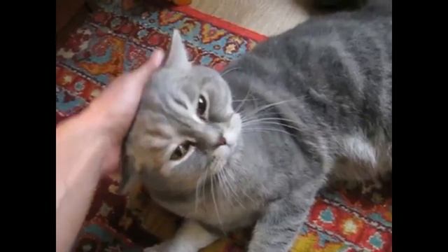 Почему котам нравятся , когда их гладят? смотреть онлайн