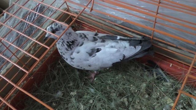 ОКОЛЬЦЕВАЛА ГОЛУБЕЙ И ВЫПУСТИЛА НА ВОЛЮ 24 марта 2021 г смотреть онлайн